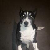 Dolly avatar
