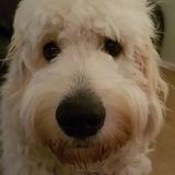 Bailey avatar