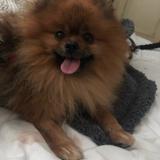 Gizmo avatar