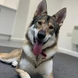 Luna avatar