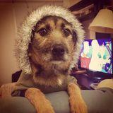 Angus avatar