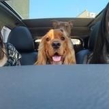 Rolo avatar