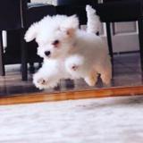 Albert  avatar