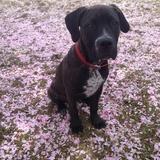 Darcy avatar