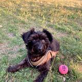 Coco Pops avatar