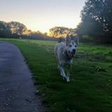 Skye avatar