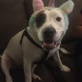 Dottie  avatar