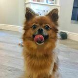 Lola avatar
