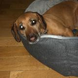 Lola avatar