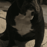 Bailie  avatar