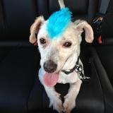 Harley avatar