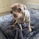 Lilah avatar