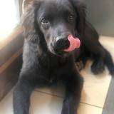 Simba avatar