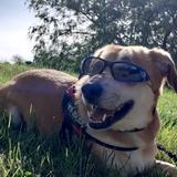 Milo avatar