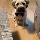 Baxter avatar