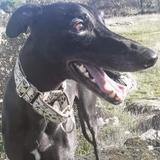 Darko  avatar