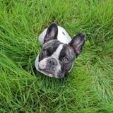 Henry  avatar