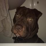 Koba bear Inglesby  avatar