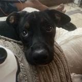 Nala avatar