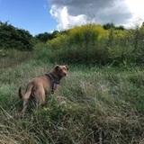 Zserbó avatar