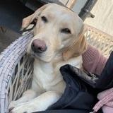 Iyla avatar