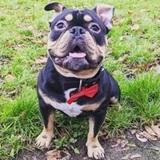 Rolo avatar