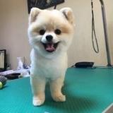 Tobi avatar