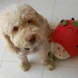 Lola avatar