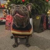 Buddy avatar