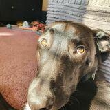 Murphy  avatar