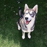 Kieser avatar