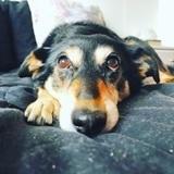 Holly avatar