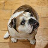 Alfie avatar
