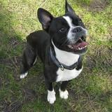 Frank avatar