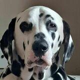 Diesel avatar