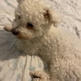 Bertie avatar