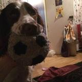 1 dog avatar