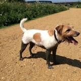 Dug avatar