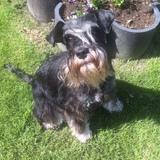 Poppy avatar