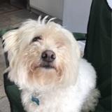 Alfie avatar