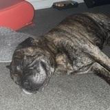 Bailey  avatar