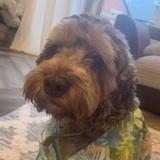 Alfie avatar
