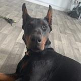 Diesel avatar
