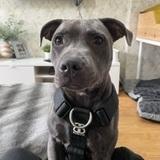 Teddy avatar