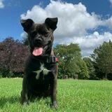 Loki avatar