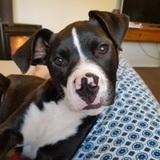 Ziggy avatar