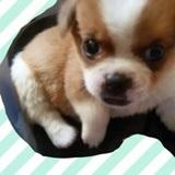 Doudou avatar