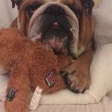 Alfie  avatar