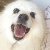 Abbey avatar