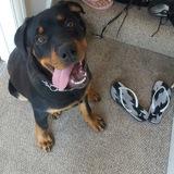 Diesel avatar